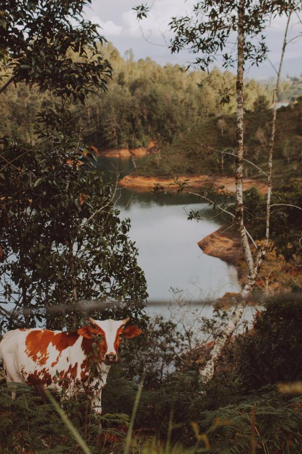 Guatapé Cabanas Refugio Himalaya מראה חיצוני תמונה